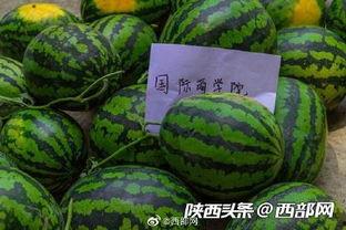 吃瓜群免费最新,带你走进神秘的网络世界 第1张 吃瓜群免费最新,带你走进神秘的网络世界 第1张